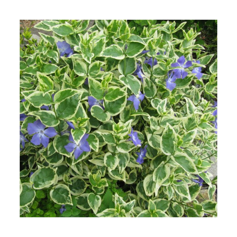 Pervenche major variegata/vinca major variegata[-]pot de 3l - 10/40 cm