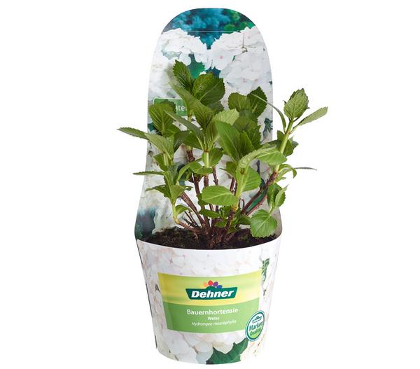 Bauern-Hortensie, ca. 15-25 cm