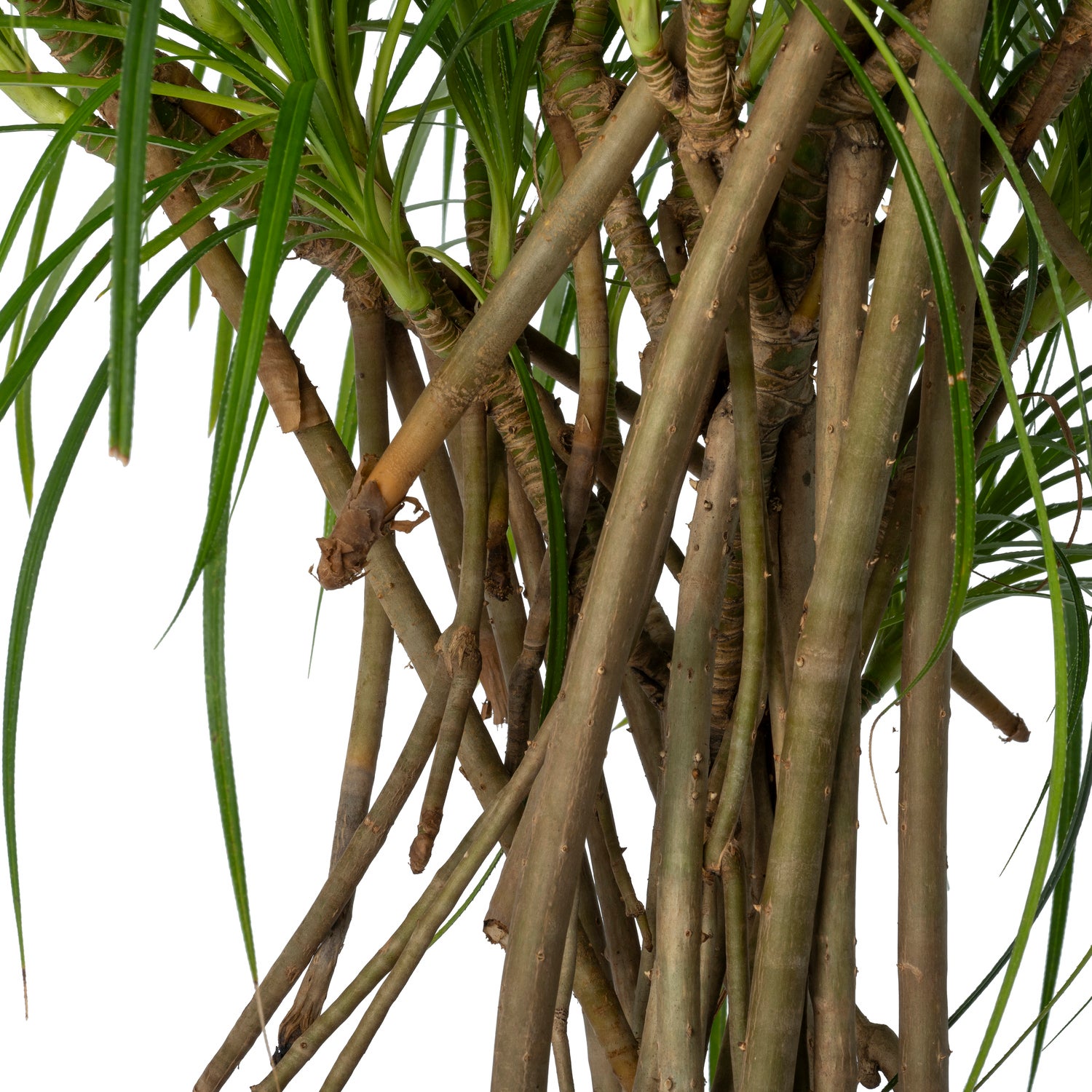 Schroefpalm (Pandanus stellatus) D 30 H 115 cm