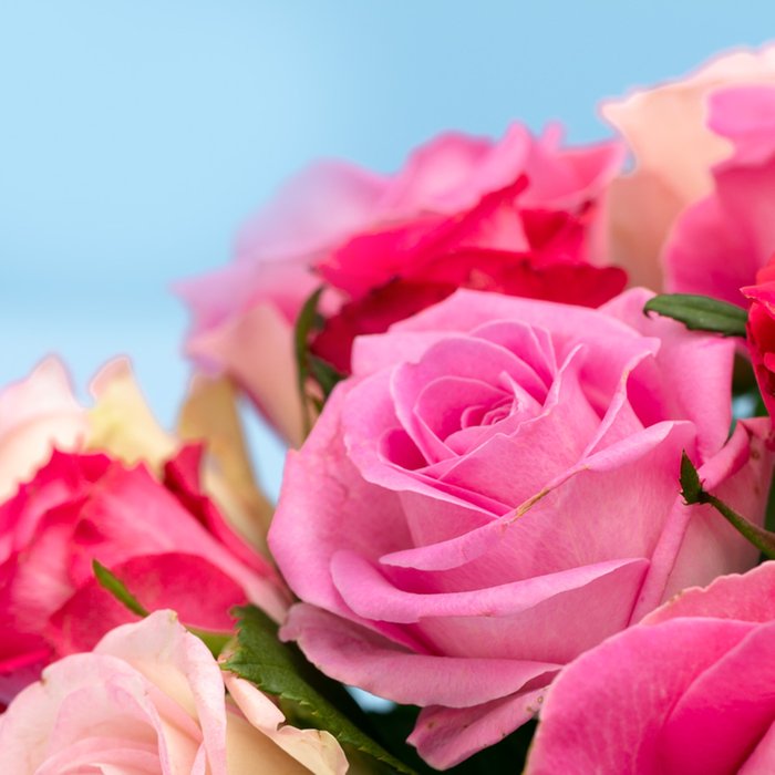 Brievenbusbloemen | Rozen | Pretty Pink