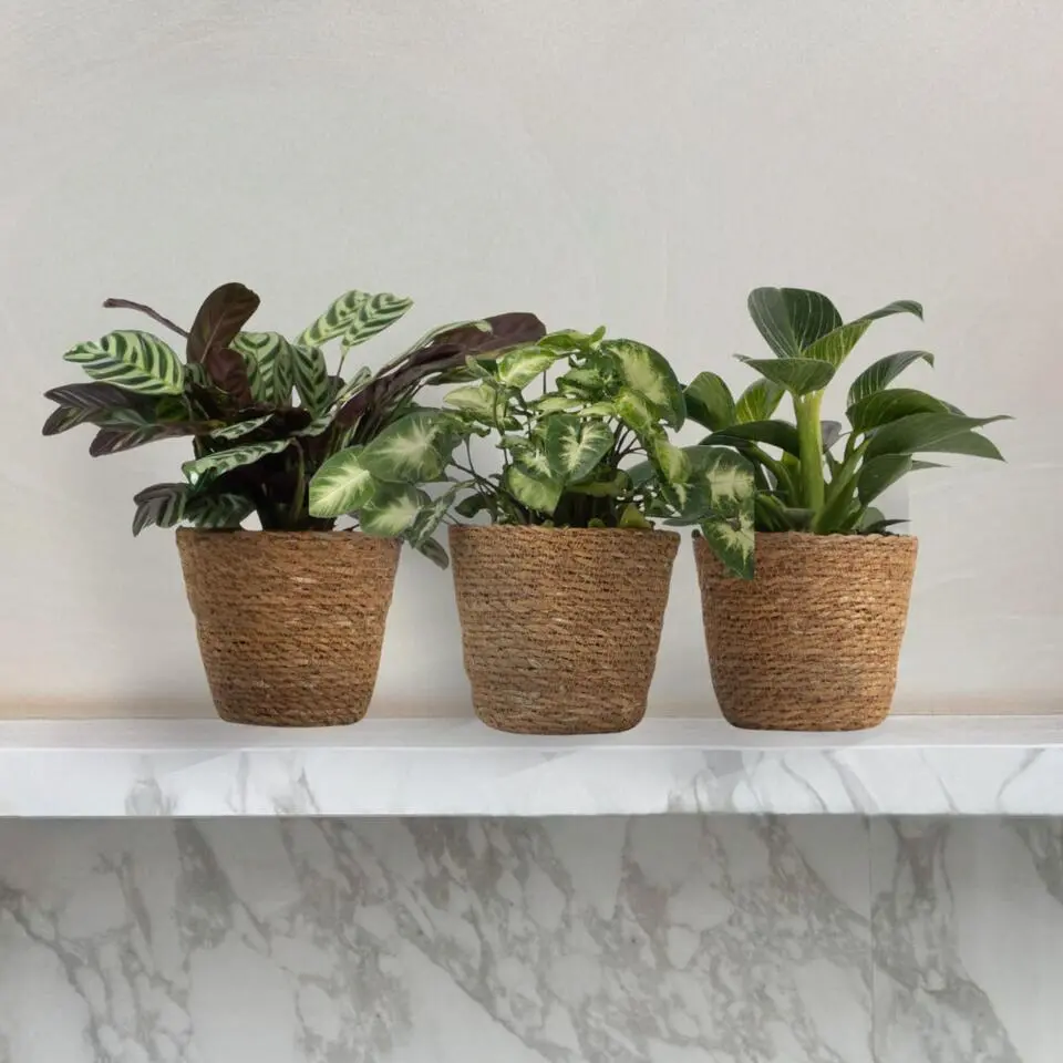 Mix van 3 kamerplanten incl. mandjes - Hoogte 25-40cm - ⌀12cm