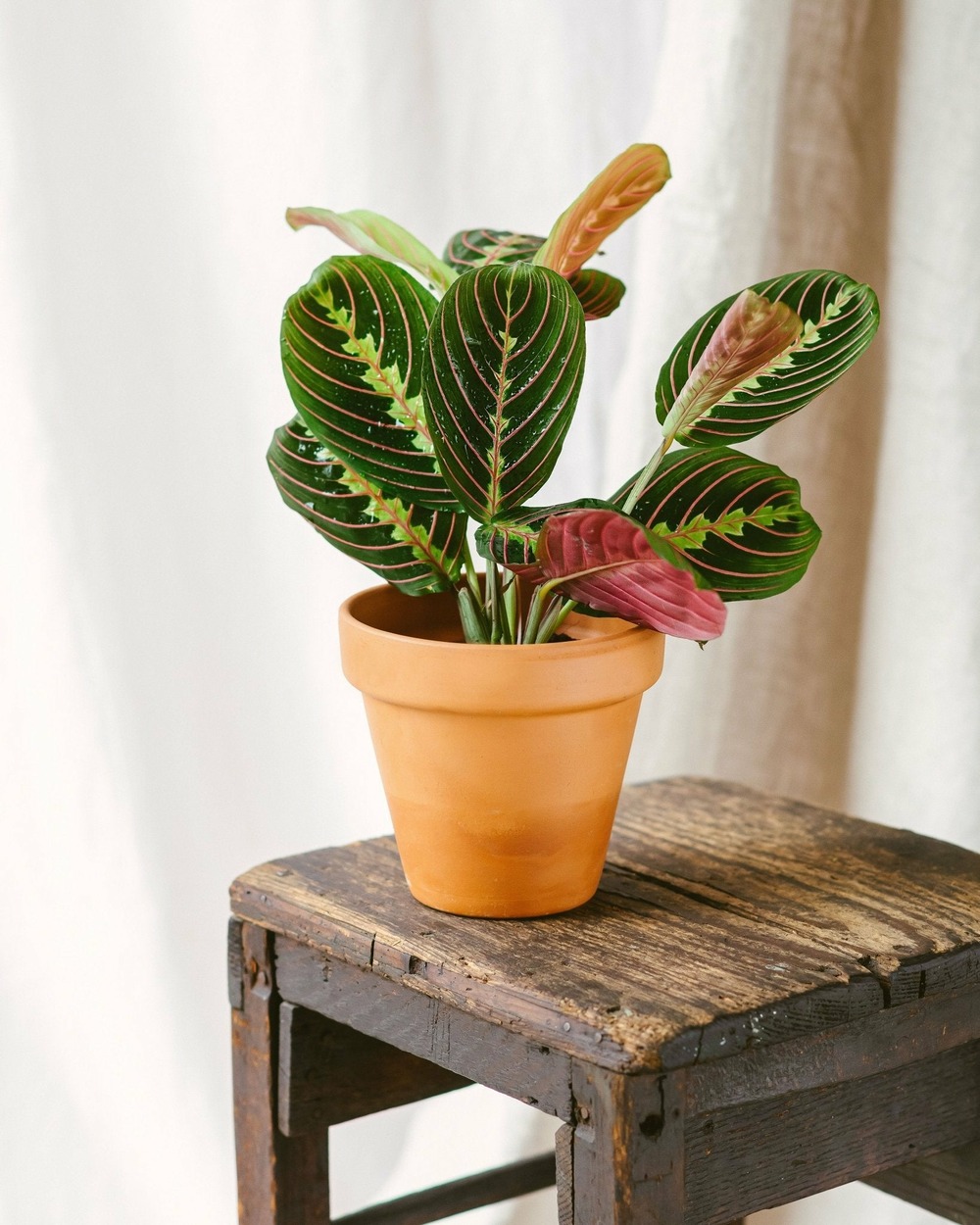 Plante d'intérieur - maranta leuconeura fascinator 20.0cm