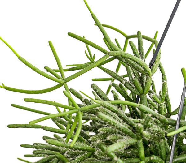 Korallenkaktus - Rhipsalis cassutha,