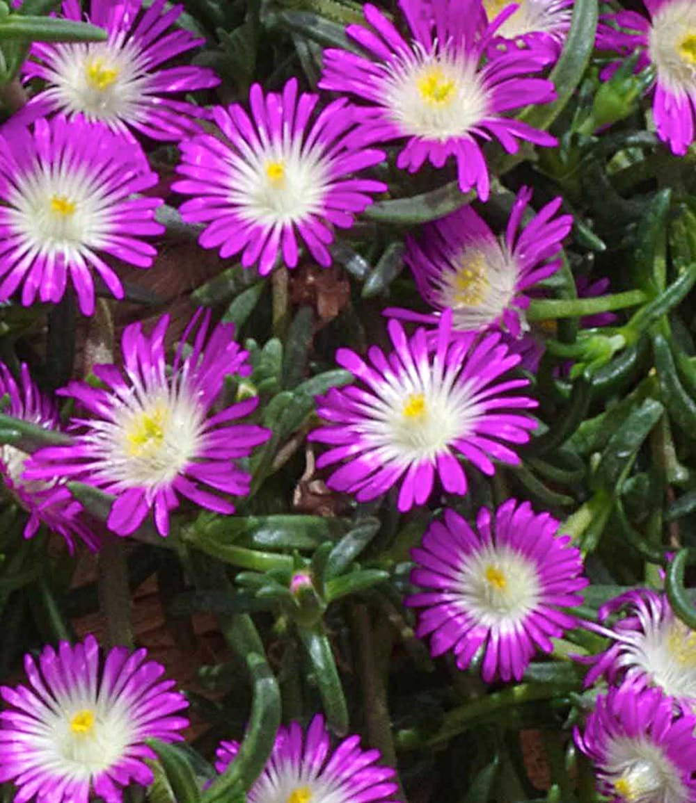 Winterharte Eisblumen 'Wheels of Wonder®' 5er Farbmix