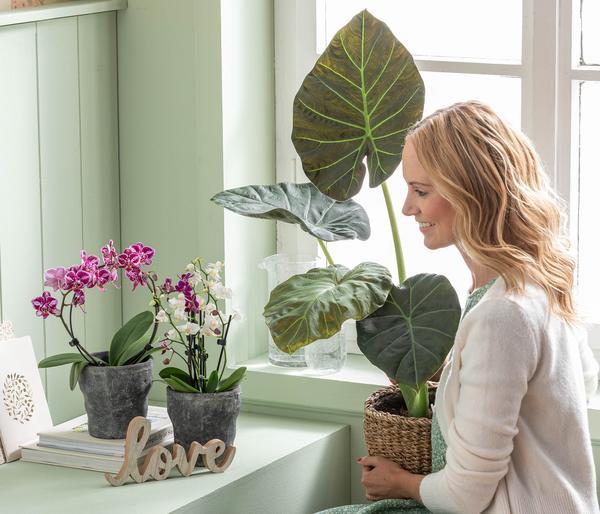 Midi Schmetterlingsorchidee - Phalaenopsis