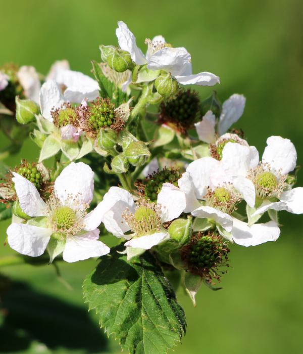 Bio Himbeere 'Golden Everest'
