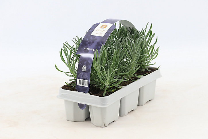 Pack de 6 plantes lavandes à planter