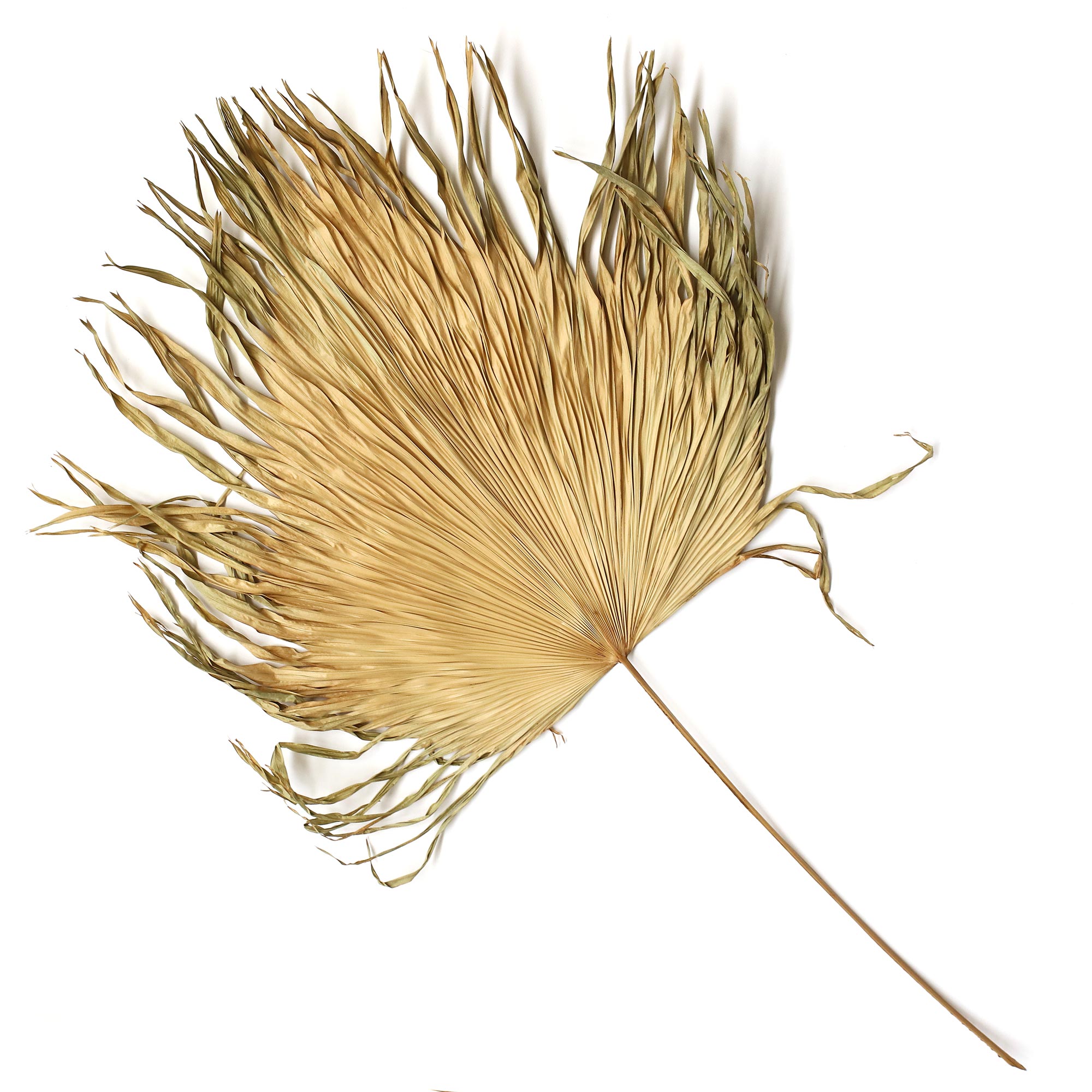Palmblatt natur, Ø min. 50 cm, H ca. 120 cm von fischer's lagerhaus