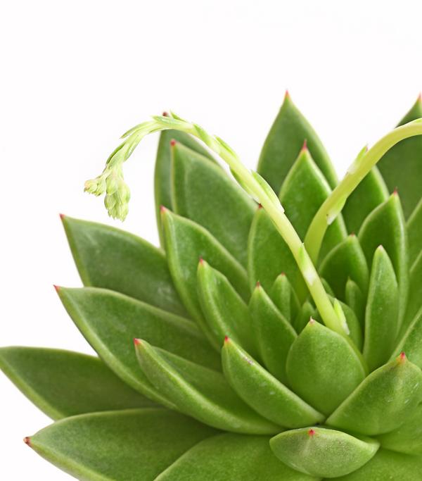 Echeverie - Echeveria agavoides