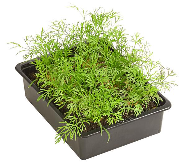Dill, 6er Schale
