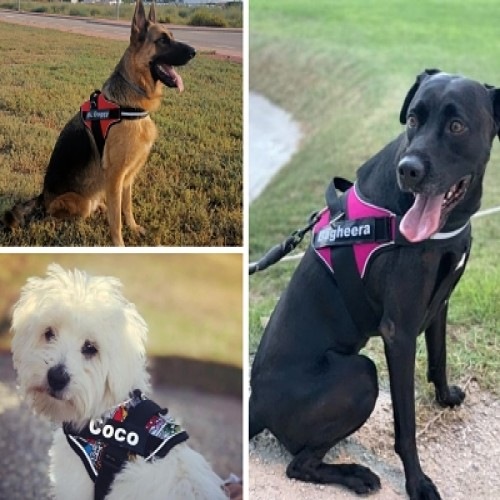 Coleira personalizada Super Doggy para cães, azul turquesa