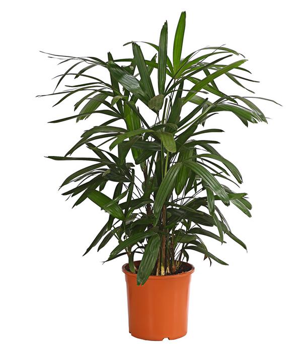 Steckenpalme - Rhapis excelsa