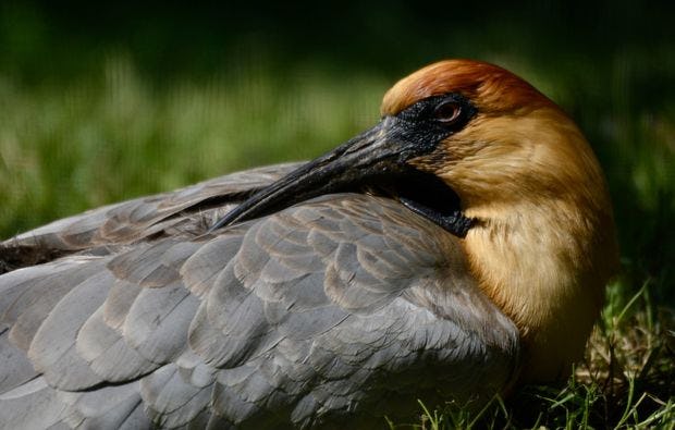 Fotokurs durch den Kölner Zoo als Geschenk