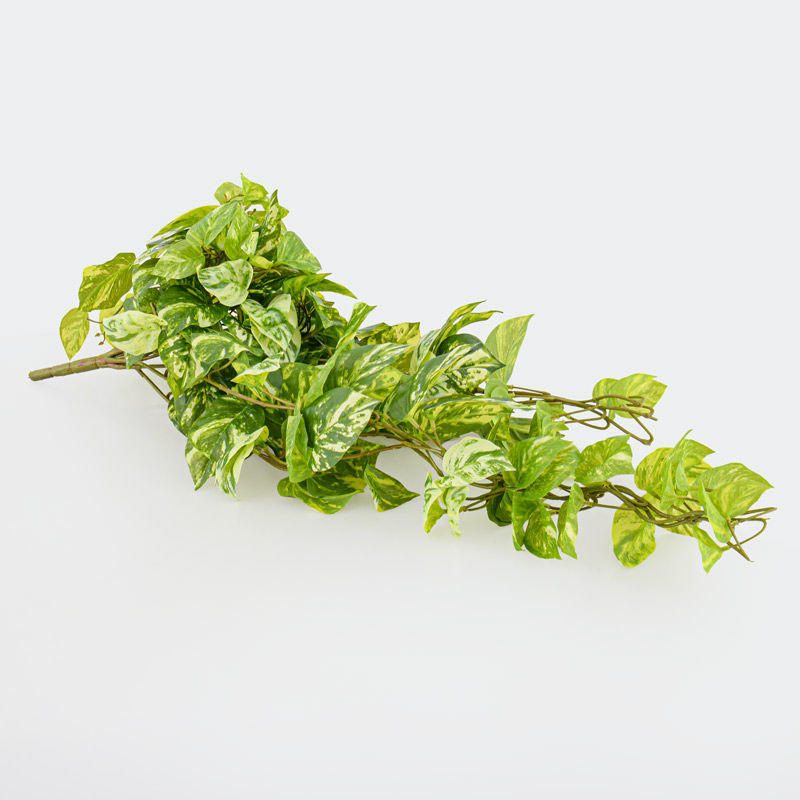 Chute de pothos vert et blanc