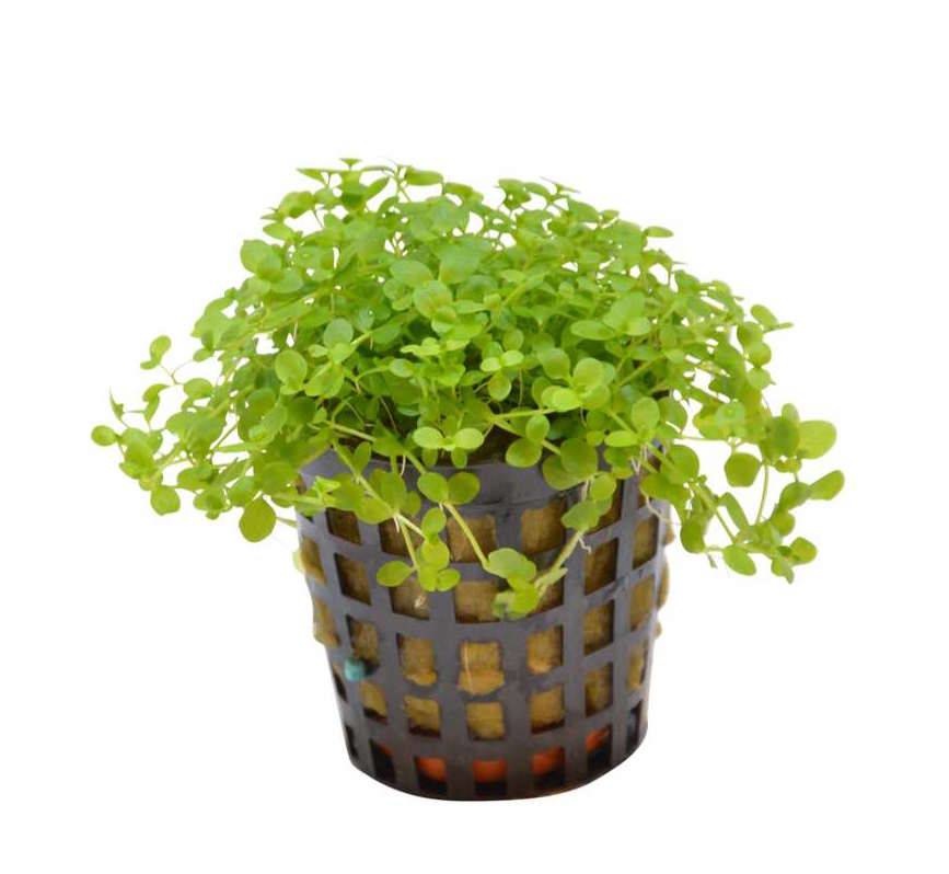 AquastoreXL Plantenpakket Small 3 | Aquariumplanten