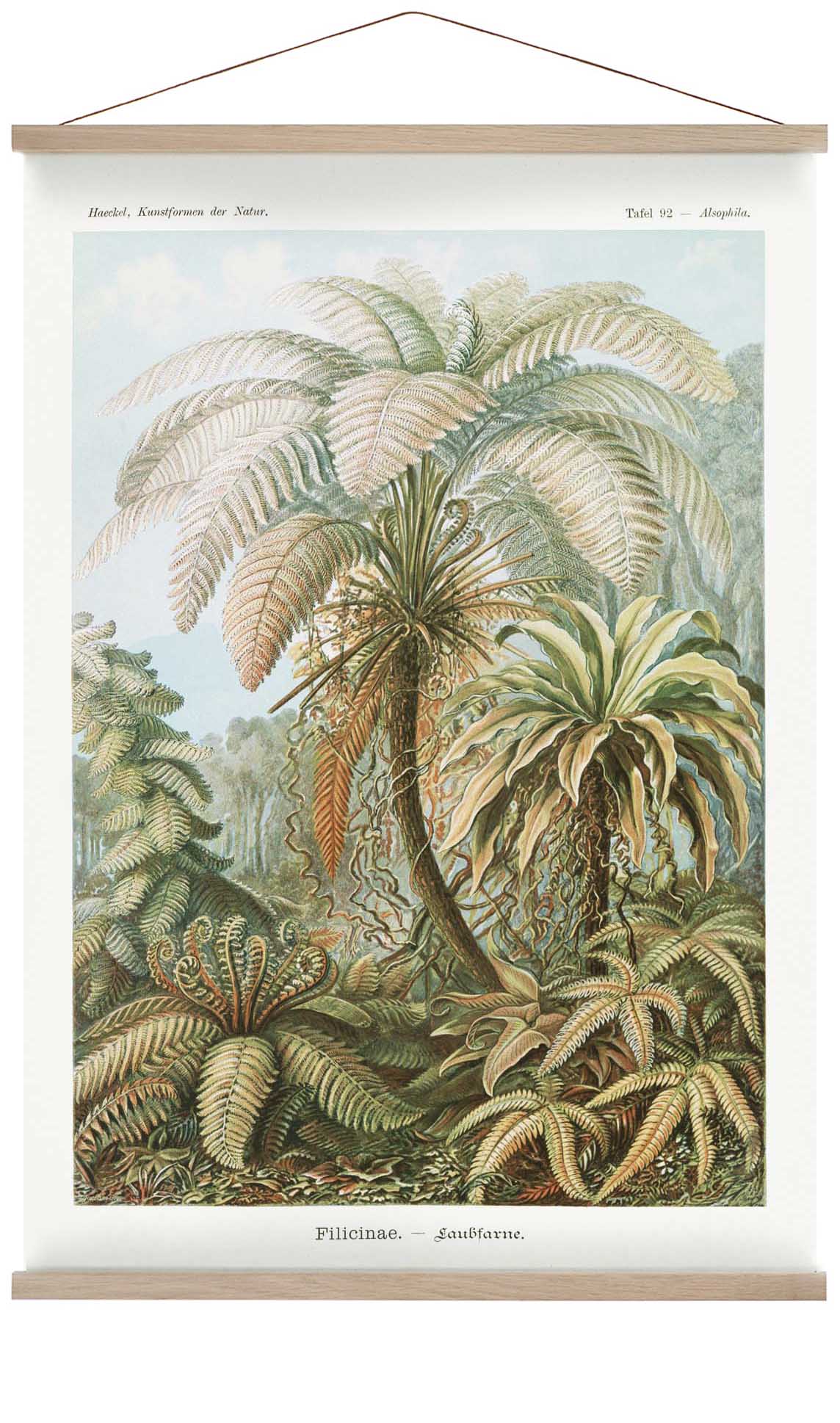 Filicinae Palmenbaum von Ernst Haeckel