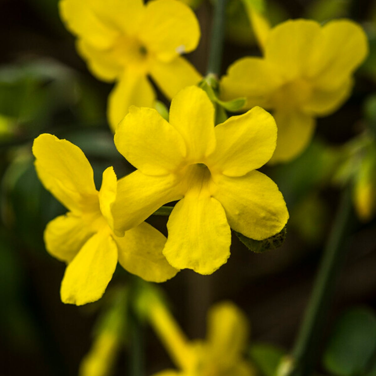 Bloomique – Jasminum Nudiflorum – Winterjasmijn – Geel – Klimplanten – Tuinplanten – Winterhard – Potmaat 15 cm – Hoogte 70–80 cm