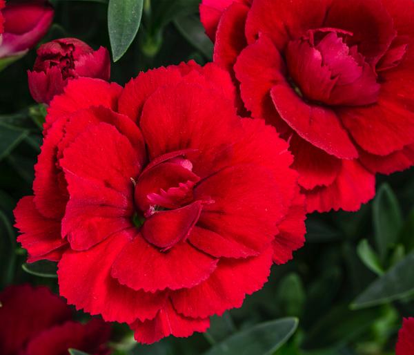 Garten-Nelke, verschiedene Farben
