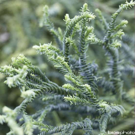 Cryptomeria japonica 'Rasen-sugi' Pot 7,50 L