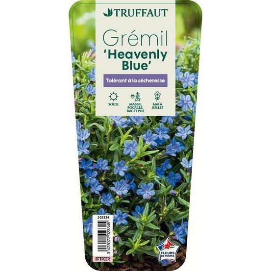 Gremil diffusa Heavenly Blue : godet rouge