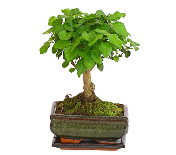 Bonsai Chinesischer Liguster - Ligustrum