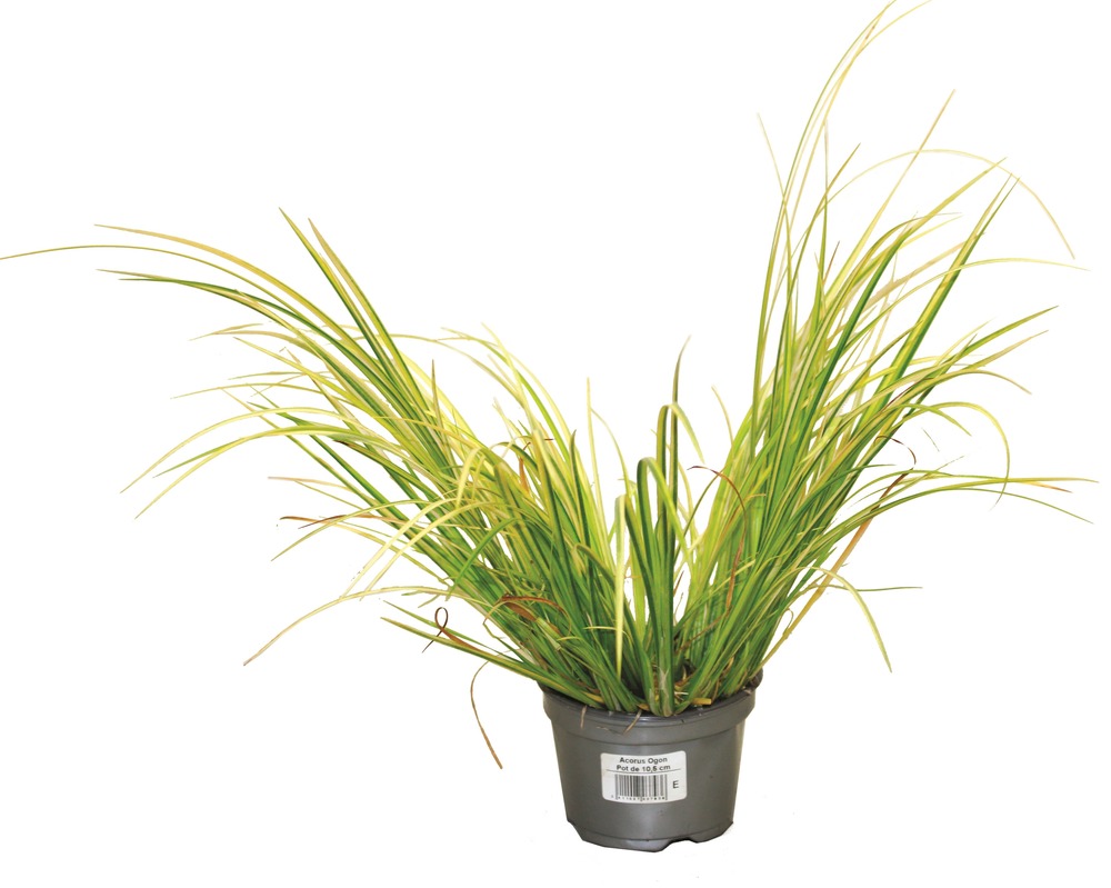 Plant de acorus pot 10,5 cm