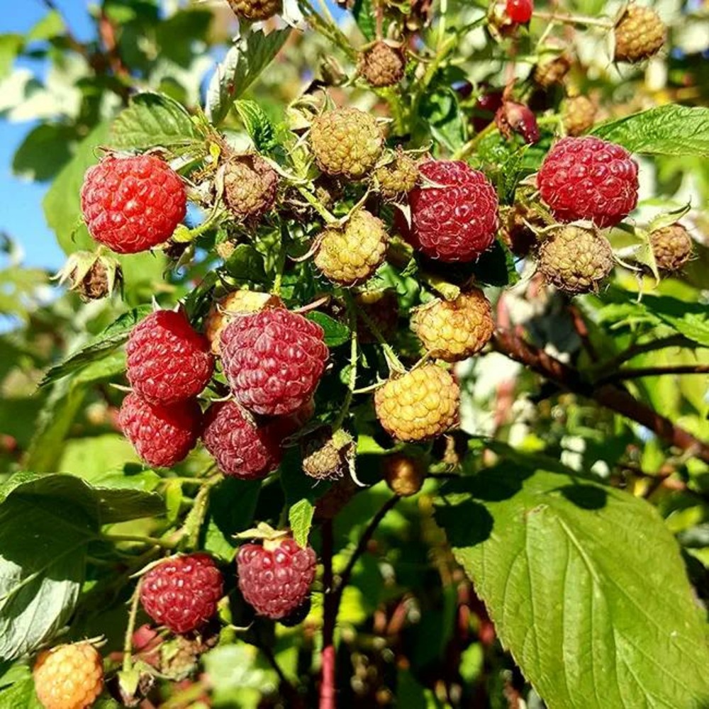Framboisier 'heritage' - rubus idaeus 1.5l