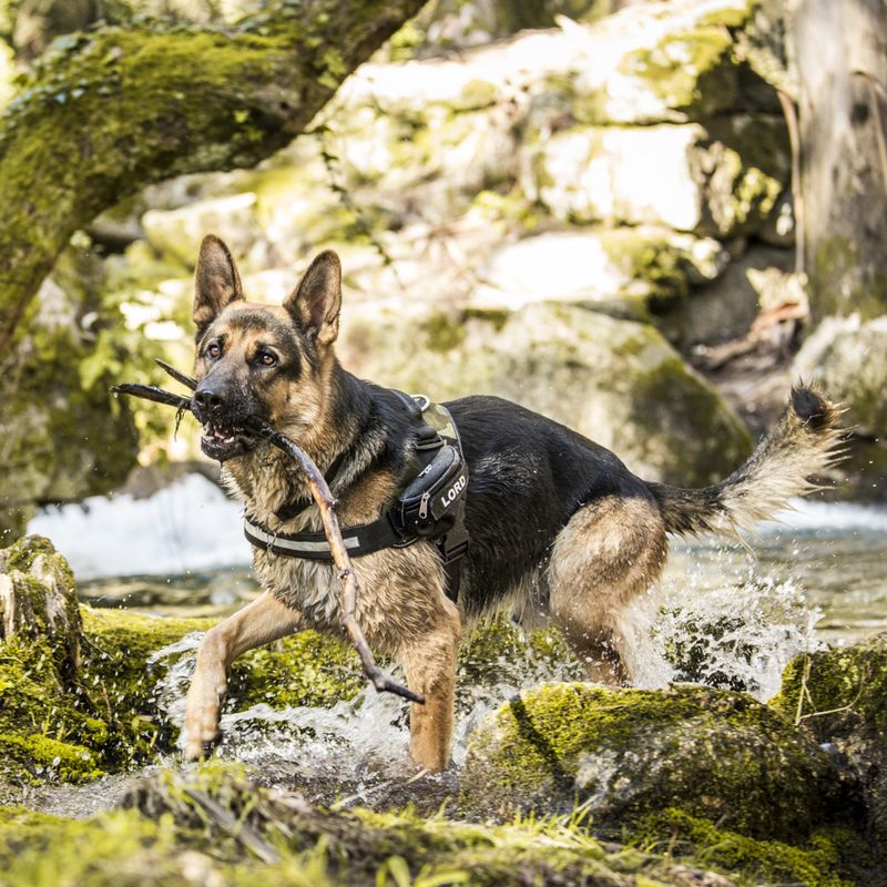 Harnais Julius-K9 IDC Power, camouflage