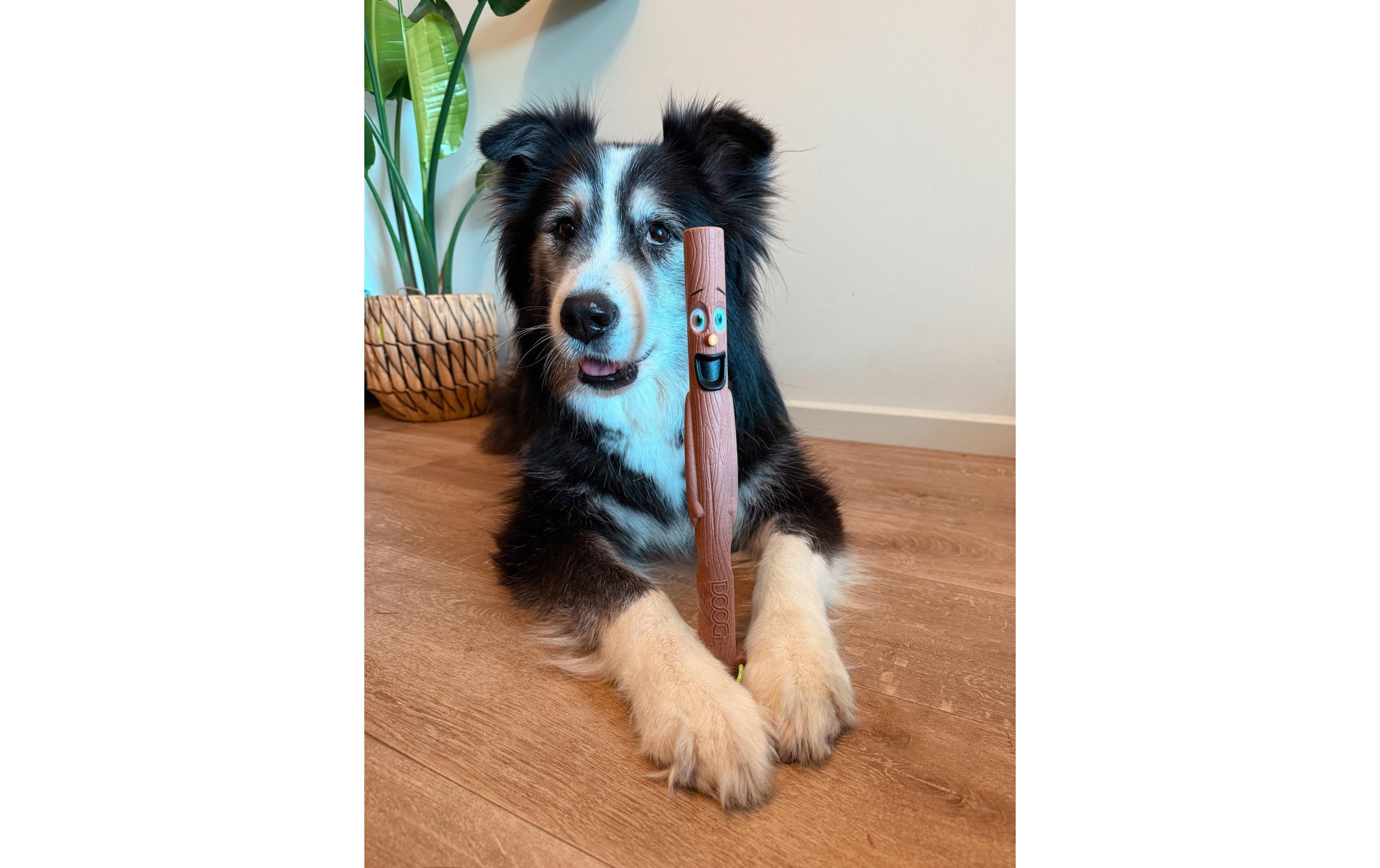 Hunde-Spielzeug Family Stick Woody 31 cm x 2.5 cmSplitterfreier Hundestock