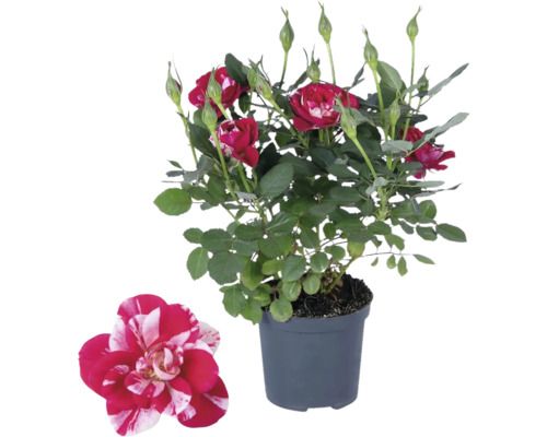 Kamerroos FloraSelf Rosa hybride 'Party Gigi' H 30-40 cm Ø 10,5 pot