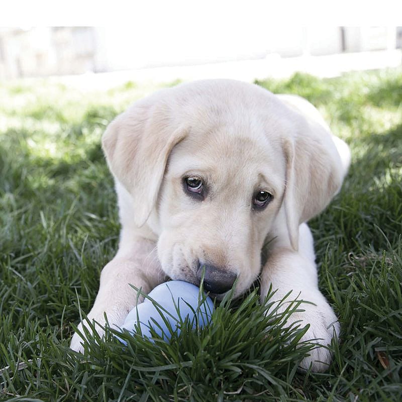 KONG Snacks Puppy | S | 15579.1