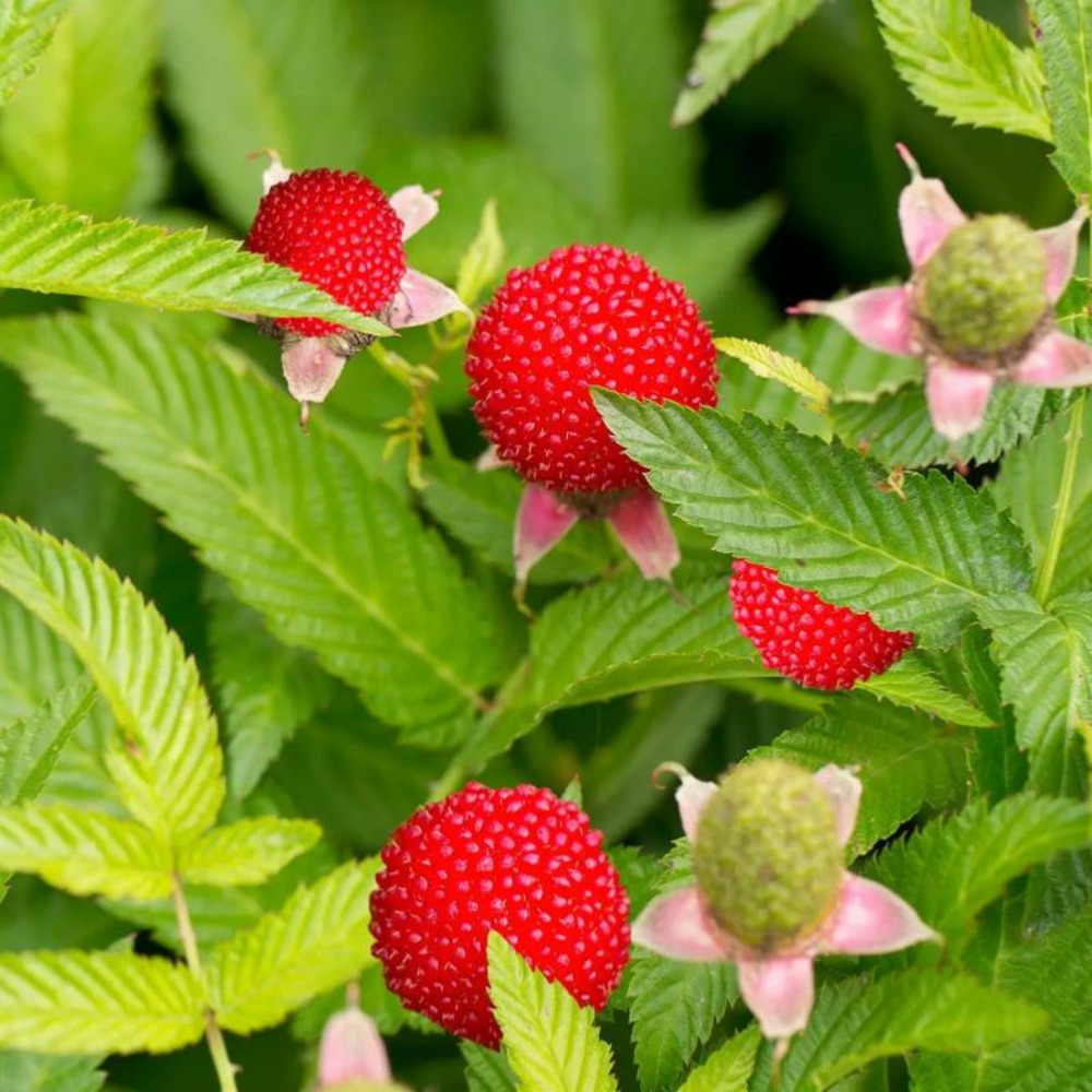 Plante framboise-fraise bio (rubus illecebrosus)