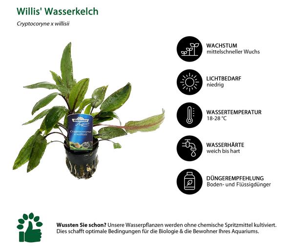 Dehner Aqua Premium Willis Wasserkelch -