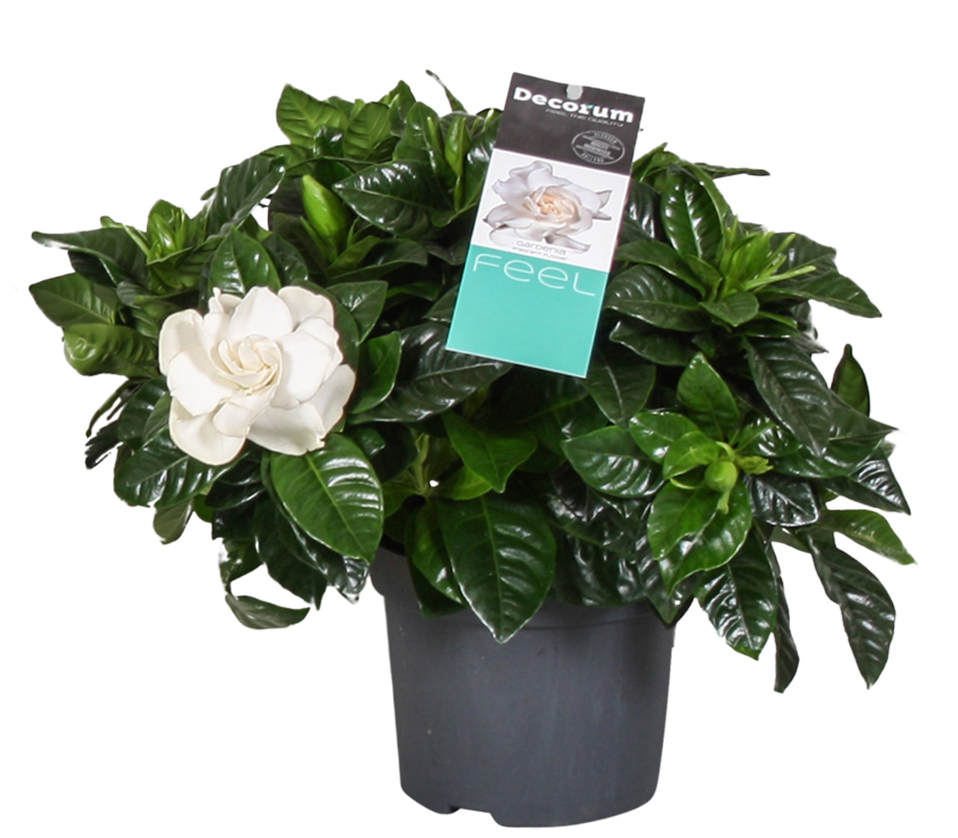 Gardenia jasminoides - jasmin du cap - pot 13cm - hauteur 25-40cm