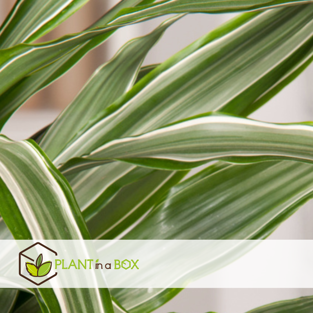 Dracaena deremensis 'warneckei' - set de 2 - taille du pot 17 cm - h 60-70 cm