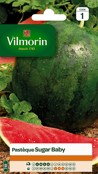 Graines de Pastèque Sugar Baby Vilmorin
