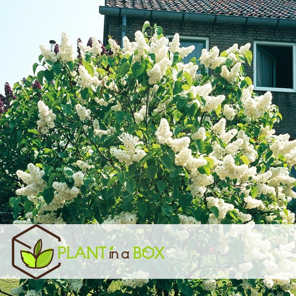 Syringa vulgaris - mélange de 3 - lilas commun - pot 17cm - hauteur 25-40cm
