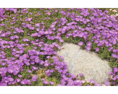IJsplant FloraSelf Delosperma cooperi Ø 7 cm Pot 6 st