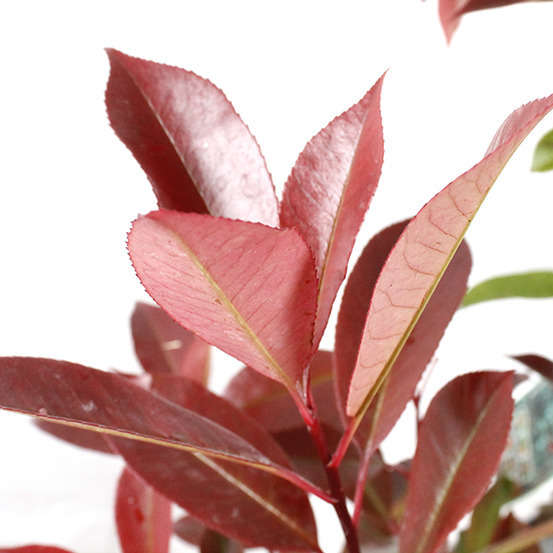 Photinia x fraseri ' Red Robin ' : ctr 15 litres