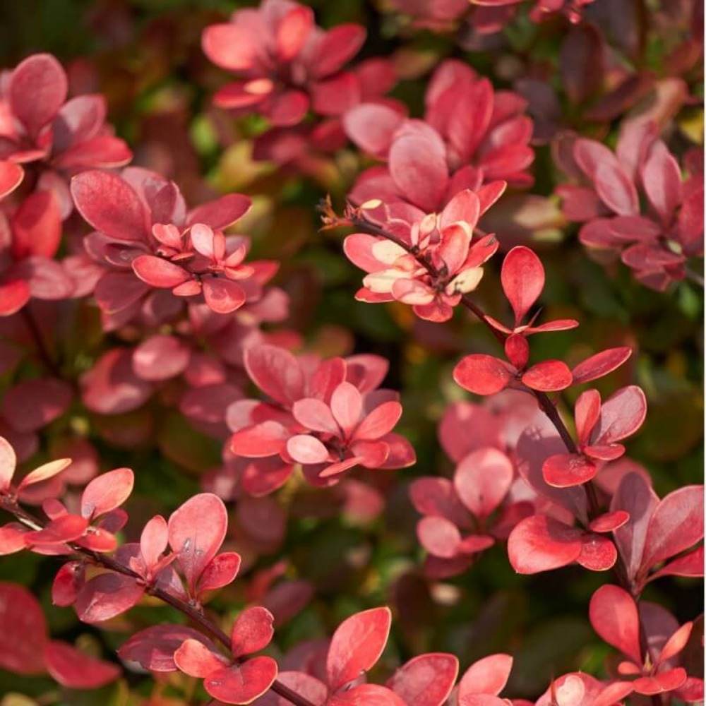 Epine vinette de thunberg (berberis thunbergii atropurpurea) - godet - taille 20/40cm