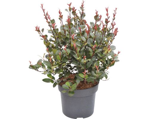 Dwergcotoneaster FloraSelf Photinia fraseri 'Little Red Robin' H 40-60 cm Co 6 L
