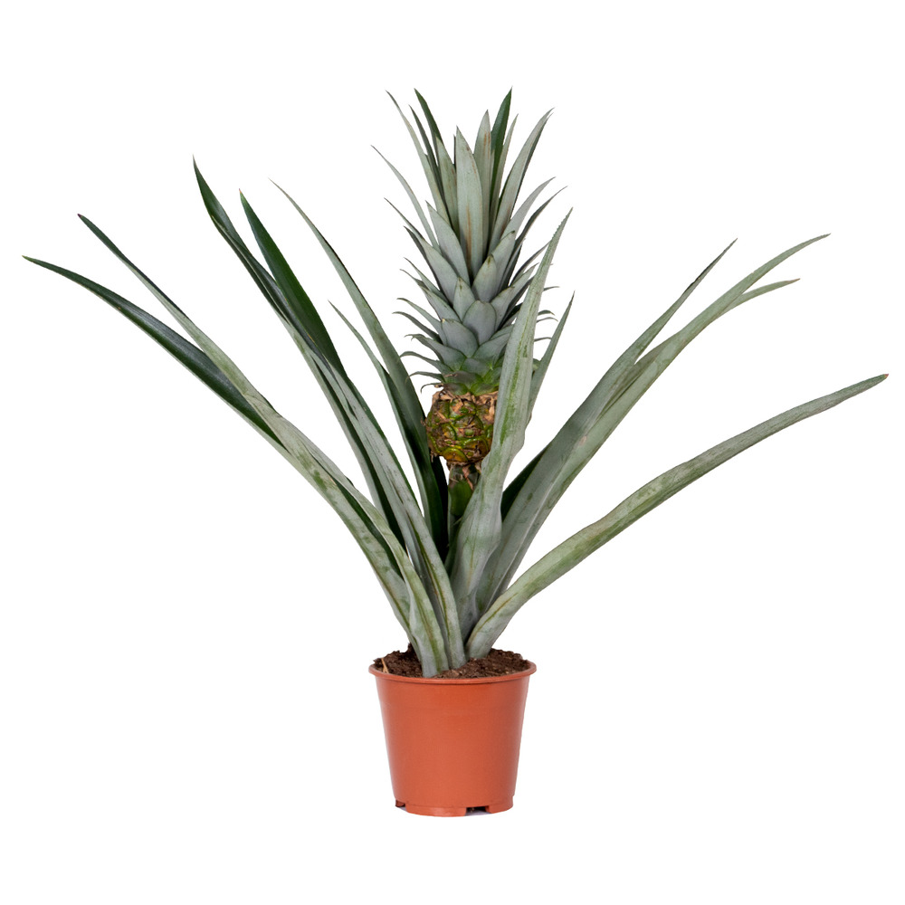 Ananas comosus 'champaca' – ananas – peu d'entretien – ⌀14 cm – ↕50-55 cm
