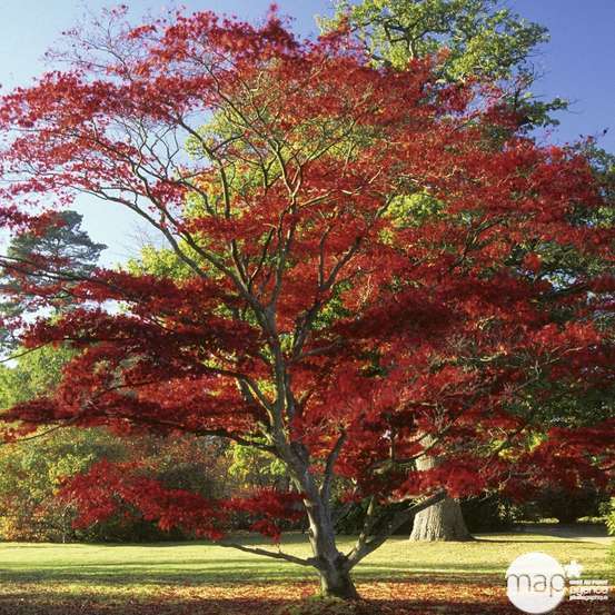 Acer japonicum : touffe, ctr 3 L - Variétés variables