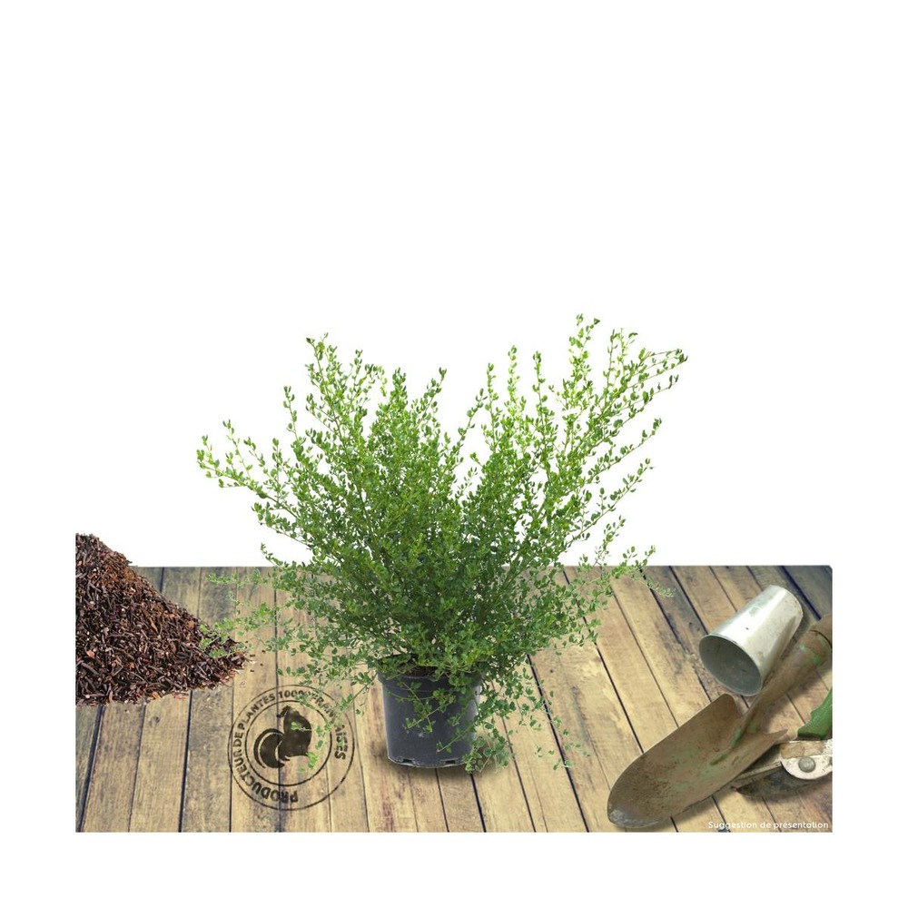 Ceanothe thyrsiflorus skylark/ceanothus thyrsiflorus skylark[-]pot de 7,5l - 40/60 cm