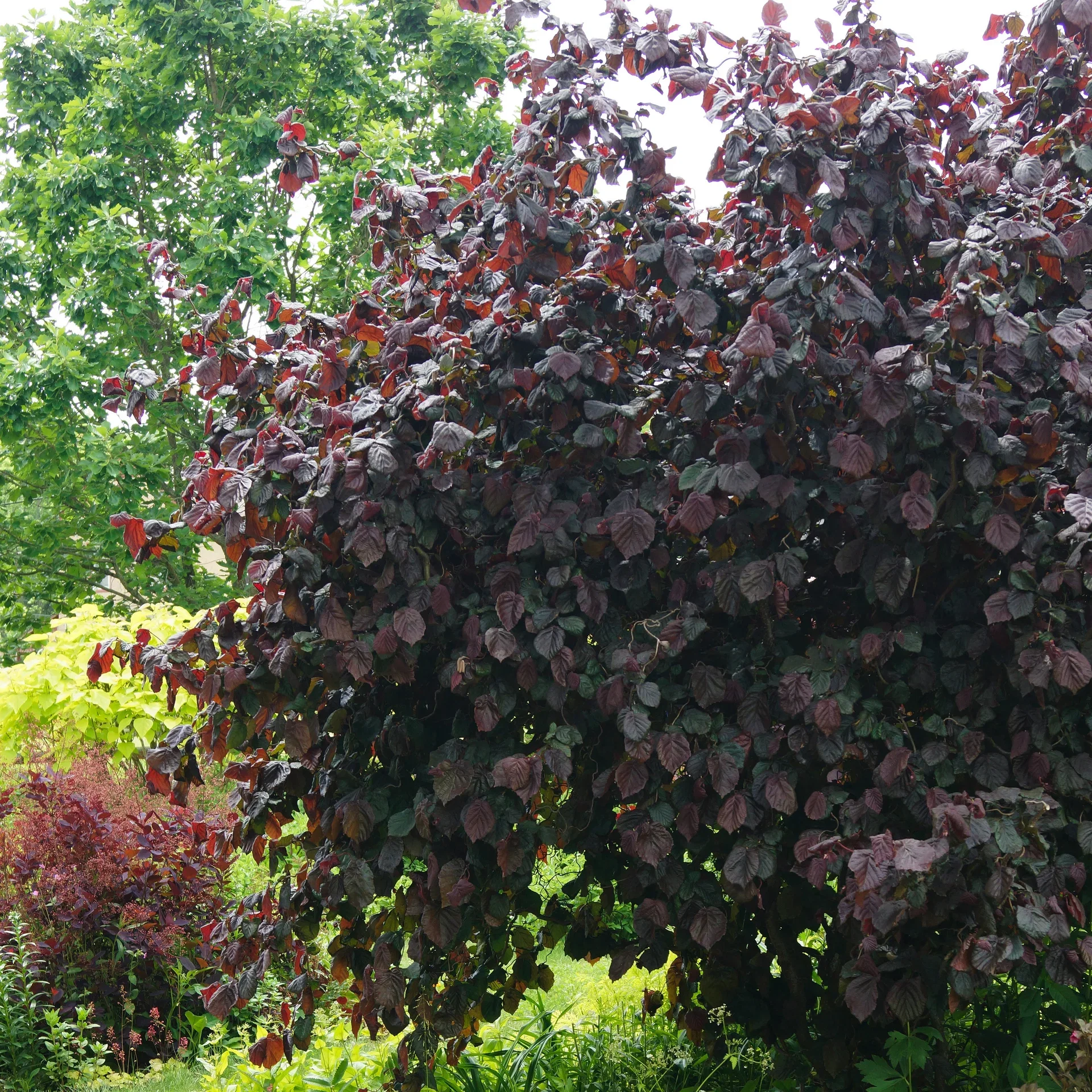 Corylus avellana 'Red Majestic' Vrihassel 'Red Majestic' Ø23 cm