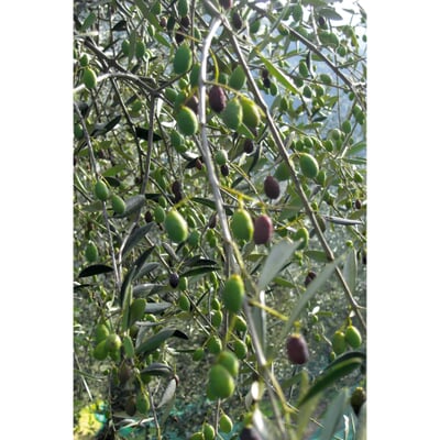 Ligurisches Olivenöl „Carte Noire“ DOP