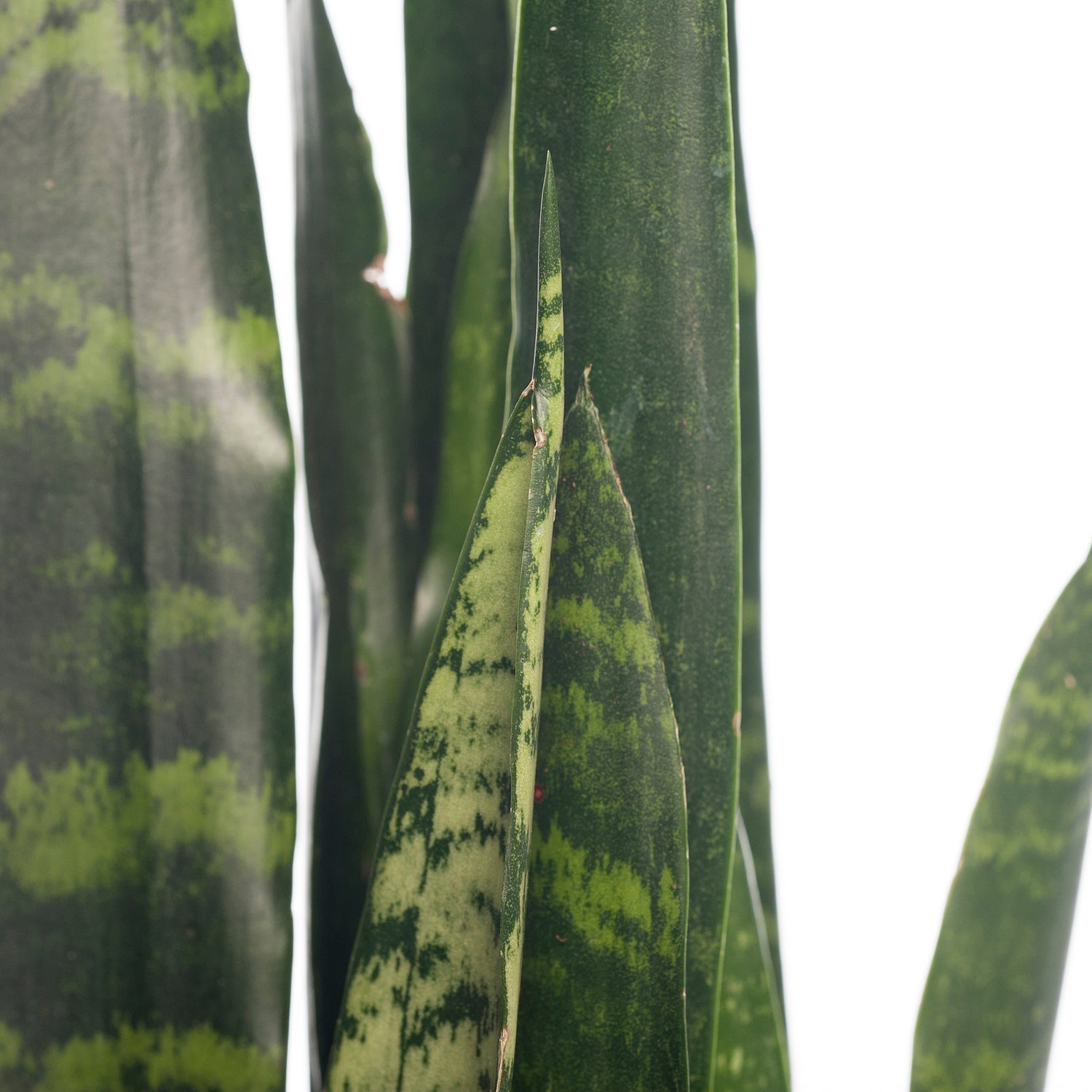 Vrouwentong (Sansevieria trifasciata 'Black Coral') D 17 H 65 cm