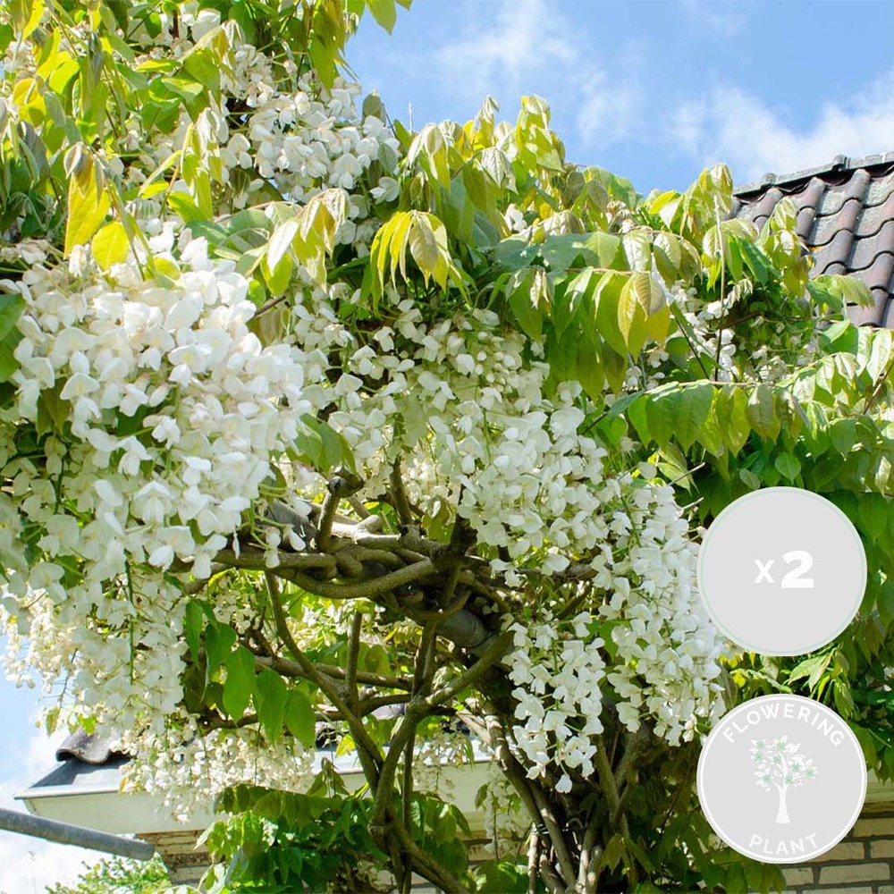 2x glycine 'alba' - glycine - blanche - plante grimpante - facile d'entretien - ⌀15 cm - ↕60-70 cm