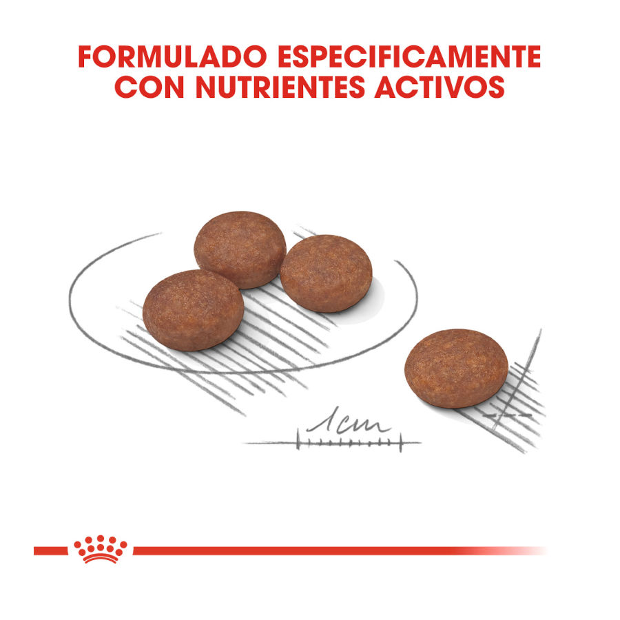 Ração Royal Canin Digestive Care Mini para cães