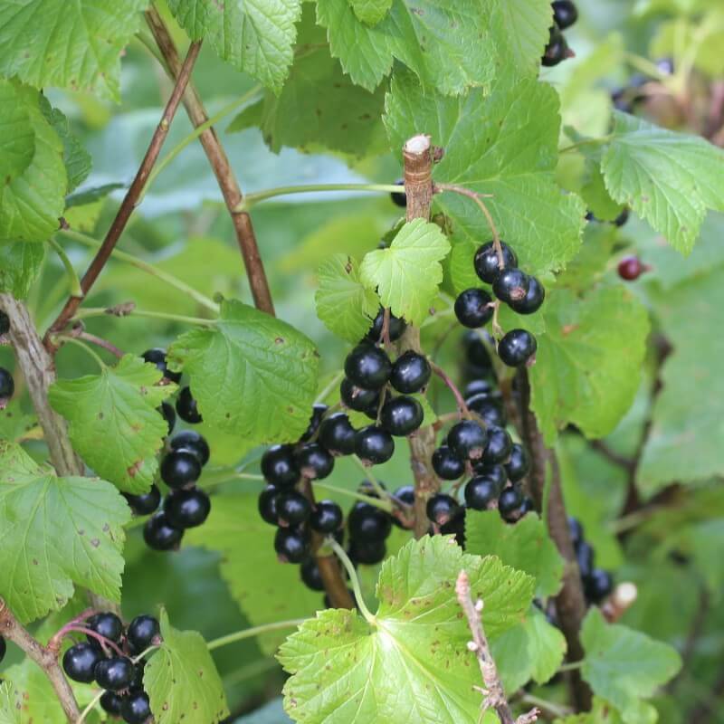 Cassissier (ribes nigrum) - godet - taille 13/25cm